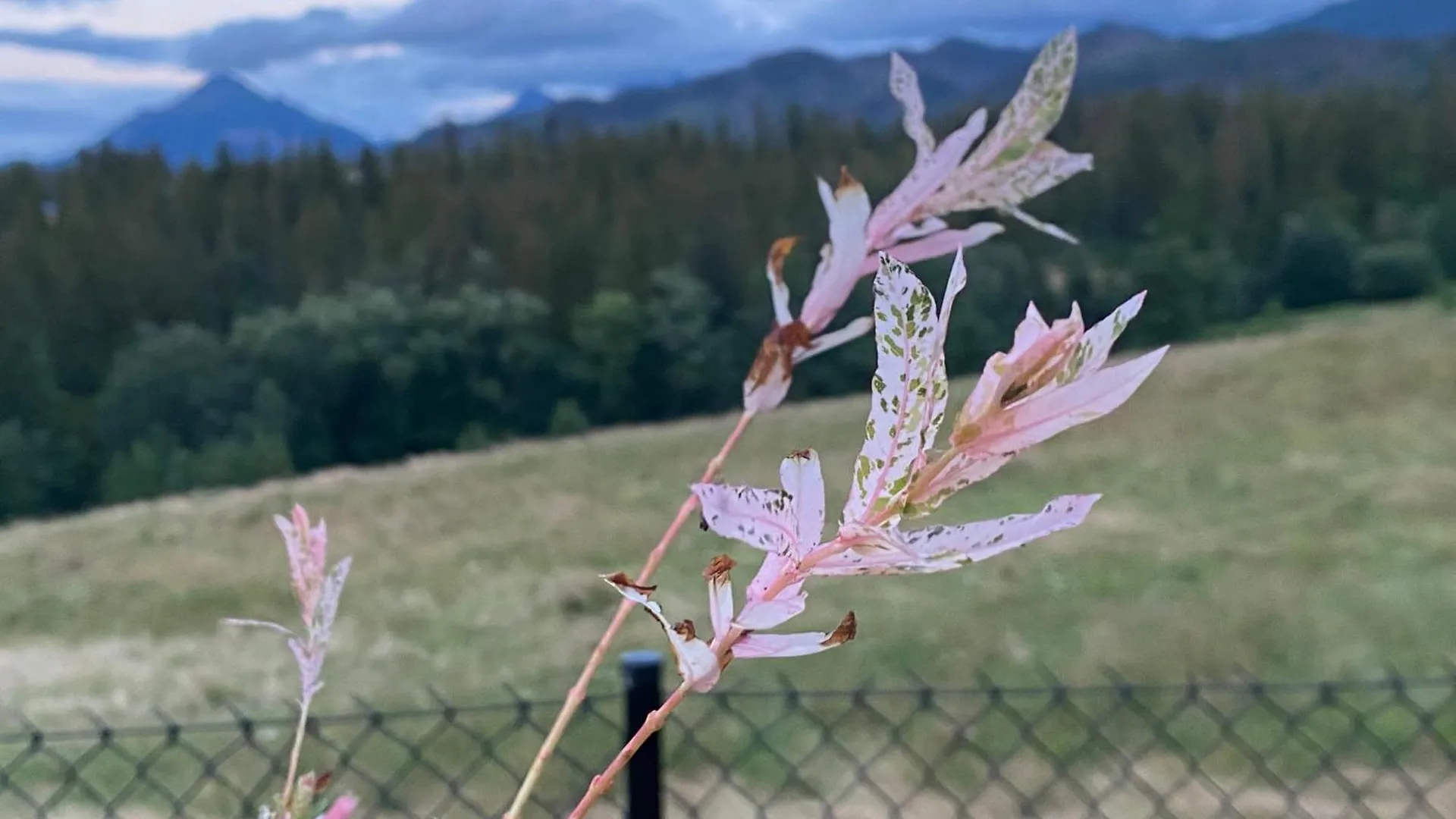 Domki Jawor Zakopane